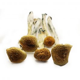 Psilocybe Cubensis