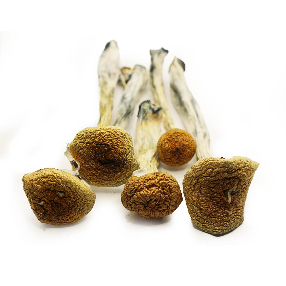 Golden Teacher Magic Mushroom