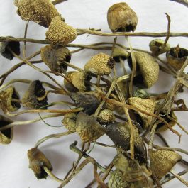 Liberty Caps Mushroom