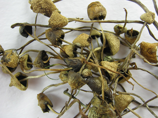 Buy Psilocybin Magic Mushrooms Fullerton