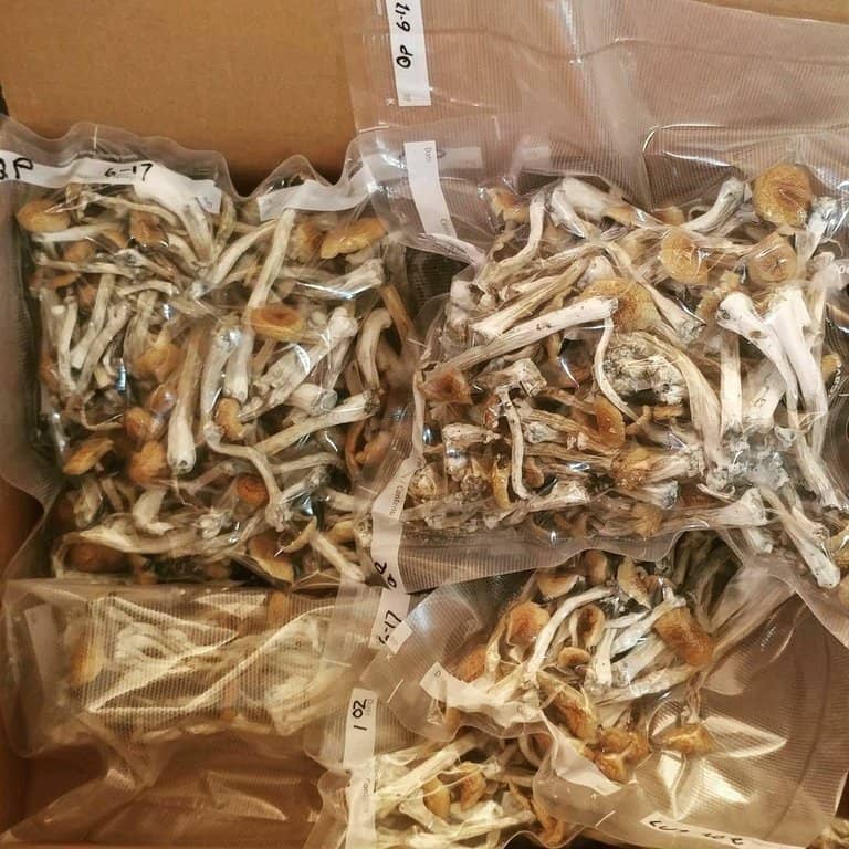 Magic Mushrooms For Sale Eugene