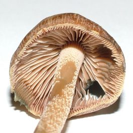 Psilocybe Aucklandiae