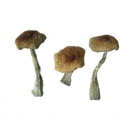 Psilocybe Aztecorum mushroom