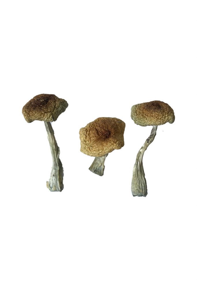 Buy Golden Teacher Mushrooms Springfield