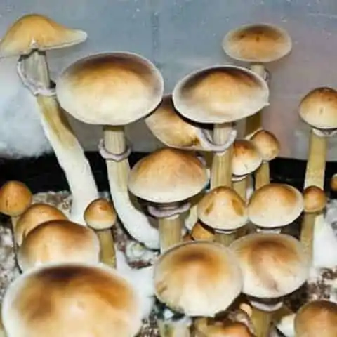 BUY MAGIC MUSHROOMS Chicago