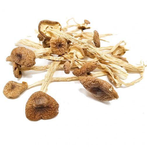 Psilocybe Mexicana Mushrooms