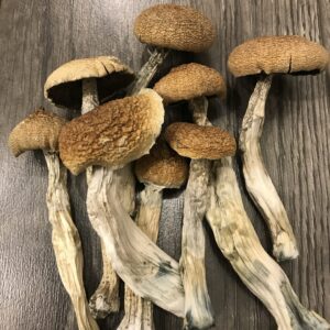 Blue Meanie Mushroom Strain