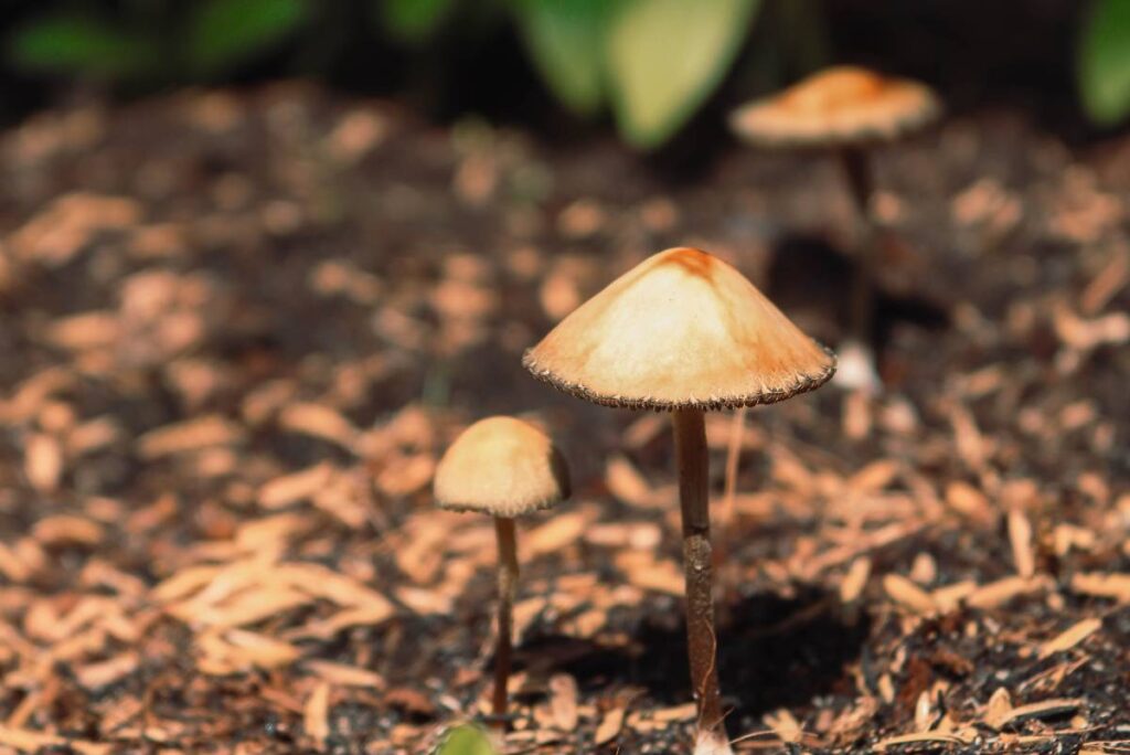 Where To Buy Shrooms?