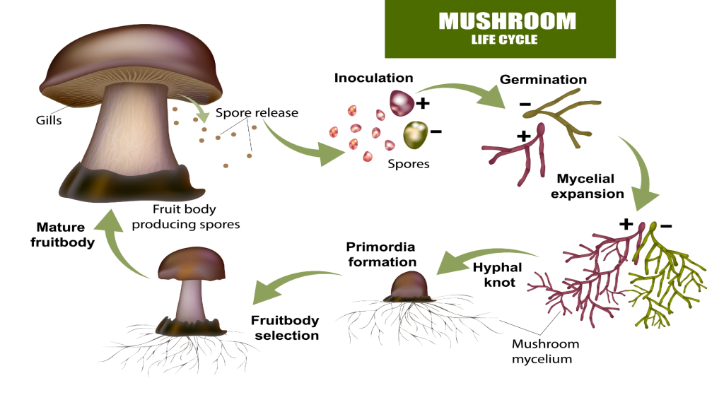 Where To Buy Psilocybin Spores