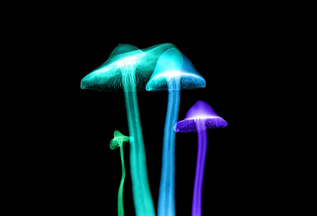 Magic Mushrooms Buy Online