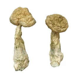 Where To Buy Hallucinogenic Mushrooms