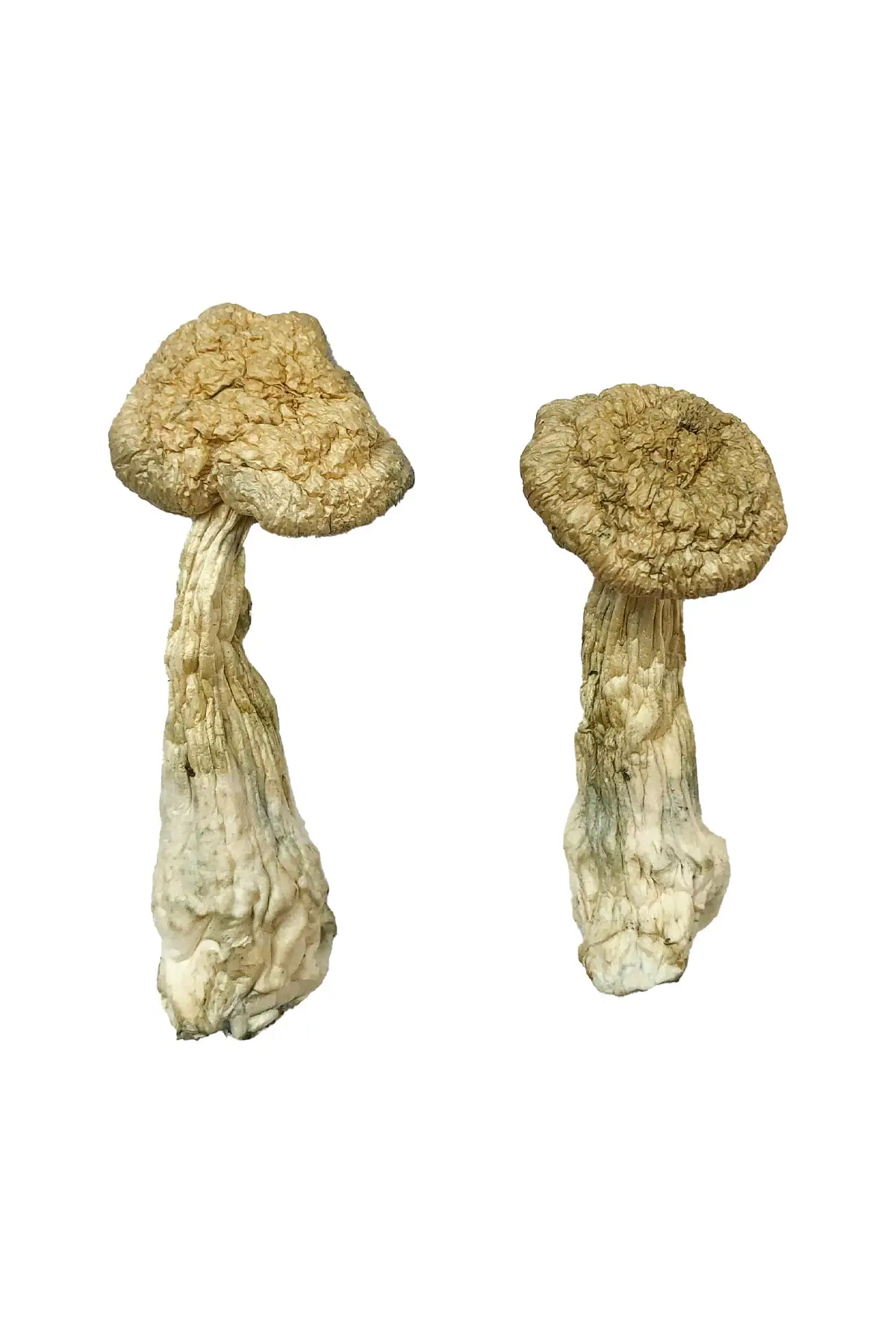 Where To Buy Hallucinogenic Mushrooms