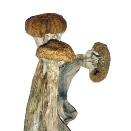 Which Mushroom Is The Best - Powerful Mushrooms