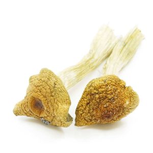 Read more about the article (APE) Magic Mushrooms