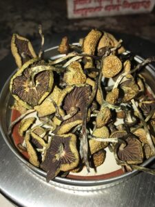 Magic Mushrooms For Sale Wasco