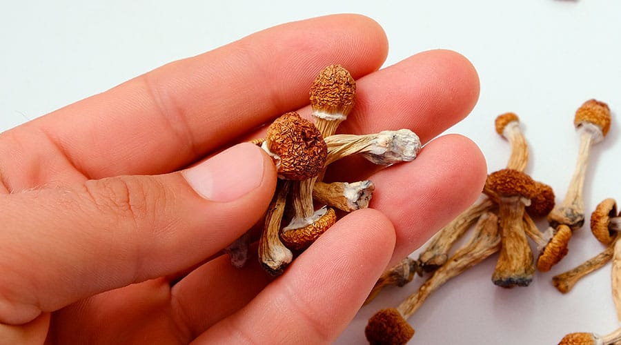 Buy Magic Mushrooms Blacktown