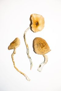 Read more about the article Buy The Best Golden Teachers Shrooms in New Zealand.