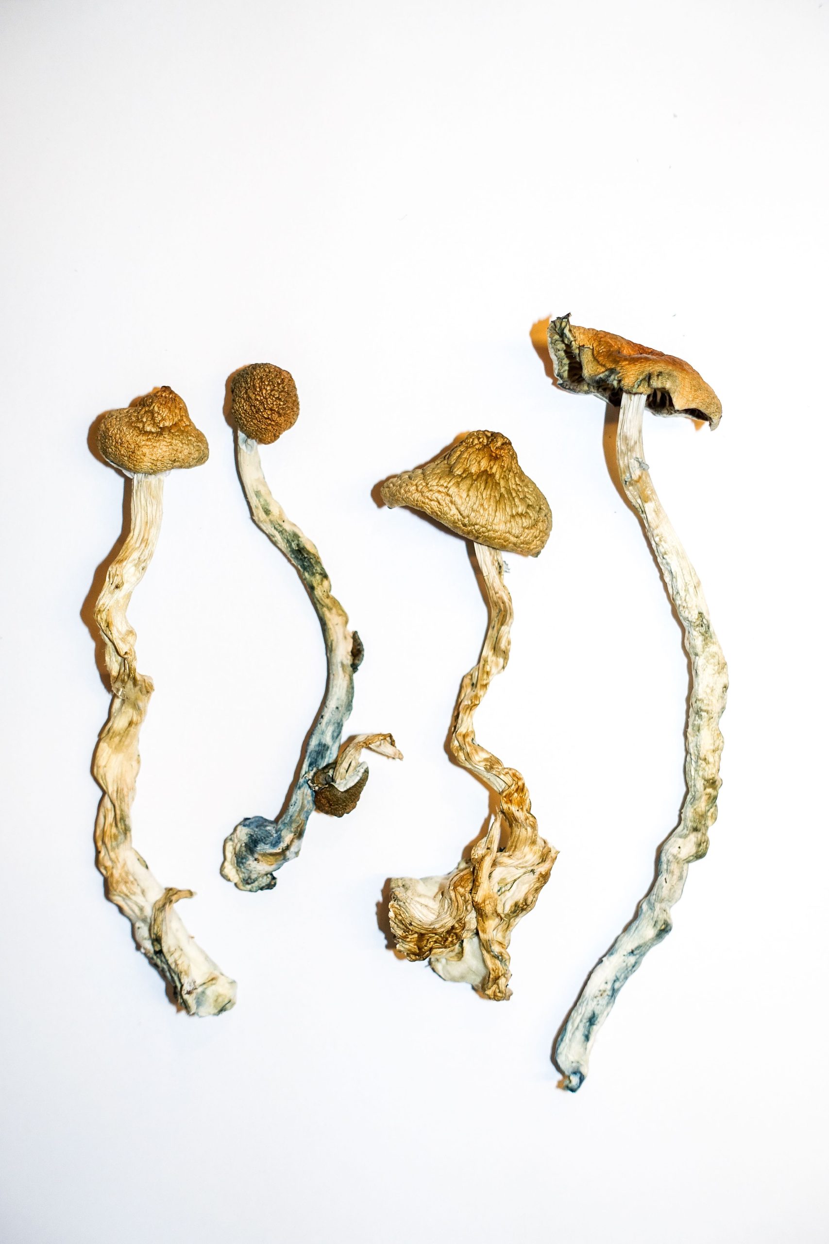 You are currently viewing Golden Teachers Magic Mushrooms Where To Buy Online