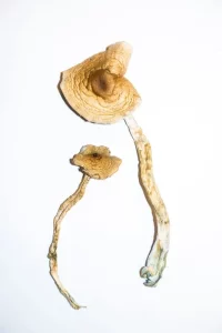 Read more about the article buy golden teacher mushrooms online