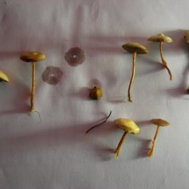 Psilocybe Stuntzii