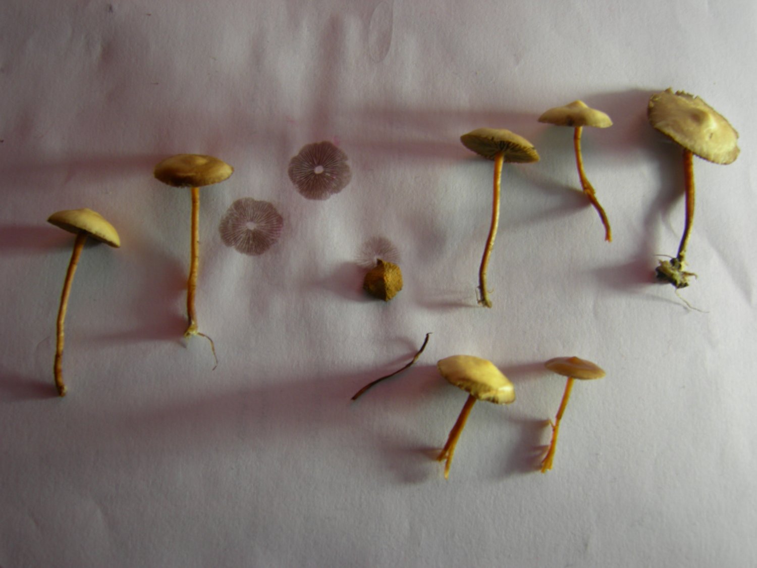 Where Do Therapists Get Psilocybin | Where To Get Psilocybin Pills