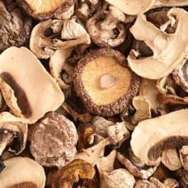 Portobello Mushroom (Agaricus bisporus)