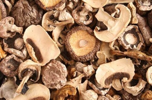 Mushrooms Used For Medicinal Purposes